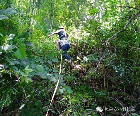 ����ɫ�㽶��� Я��ɫ�������������28365356�������ߴ�ѧ��־Ը��������