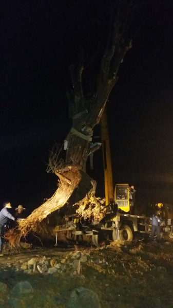 ����ɽ��ɽ��ϡֲ��԰�̻����������ƽ�