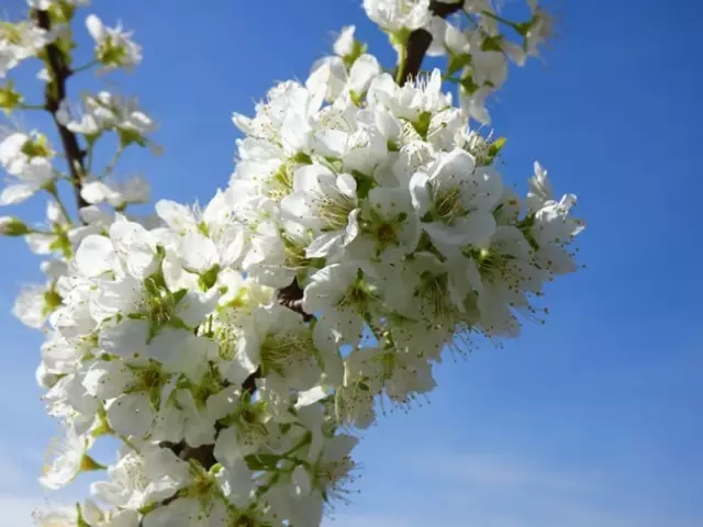 ᰸ޣ�ǧĶ��԰��ӵ�����Ժ��