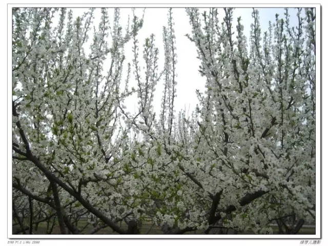 ᰸ޣ�ǧĶ��԰��ӵ�����Ժ��