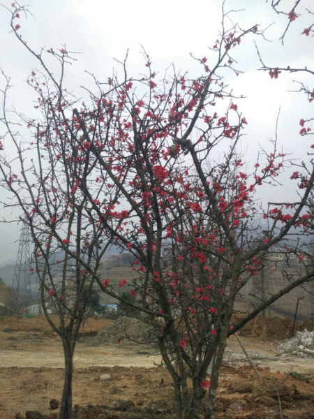 ����ɽ��ɽ��ϡֲ��԰�̻����������ƽ�