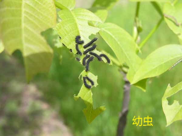 �������Ӵ�϶���μ���