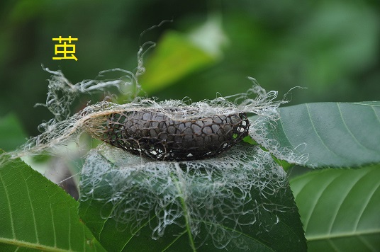 �������Ӵ�϶���μ���