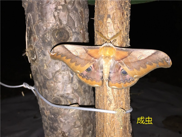 �������Ӵ�϶���μ���