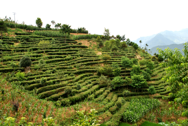 ������԰���Ϲ�ɽ������