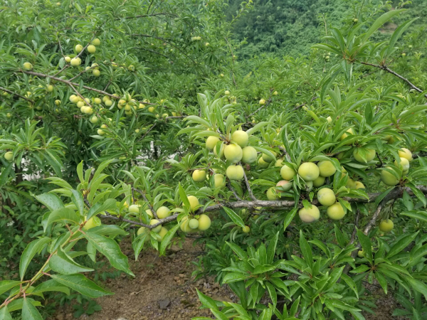 ��ɭ����