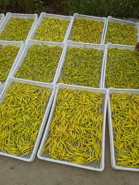 չ���壺��֧��+԰��+ƶ������ģʽǿ������