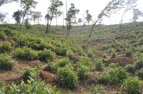 ������򣺡��л�����̬��԰ ���ſڵġ��۱��衱