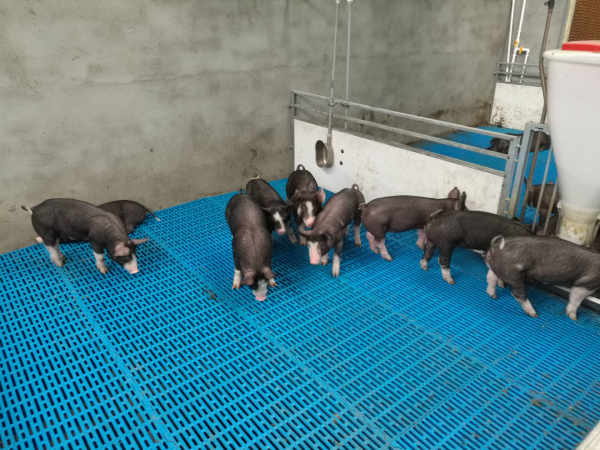 ᰸޹���ߵ����⡰�����硱