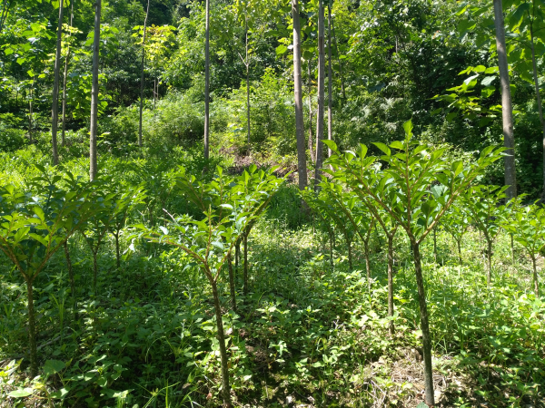 ���ҹ�ħ�����ƶ��ħ����