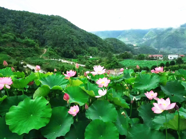 ��ɽ���������ɻ�����