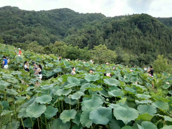 ��ɽ���������ɻ�����