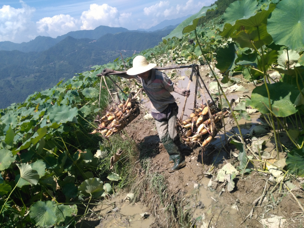 ��ɽ���������ɻ�����