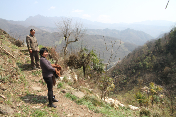 ����ƶ����������